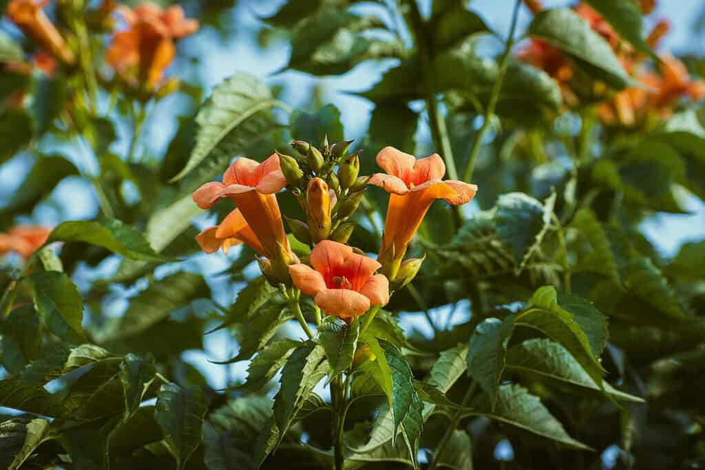 Clusters of tubular flowers growing on a vigorous vine
