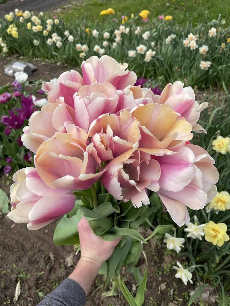 a freshly picked bouquet of pink and peach-toned double tulips, held by a hand in a vibrant spring garden