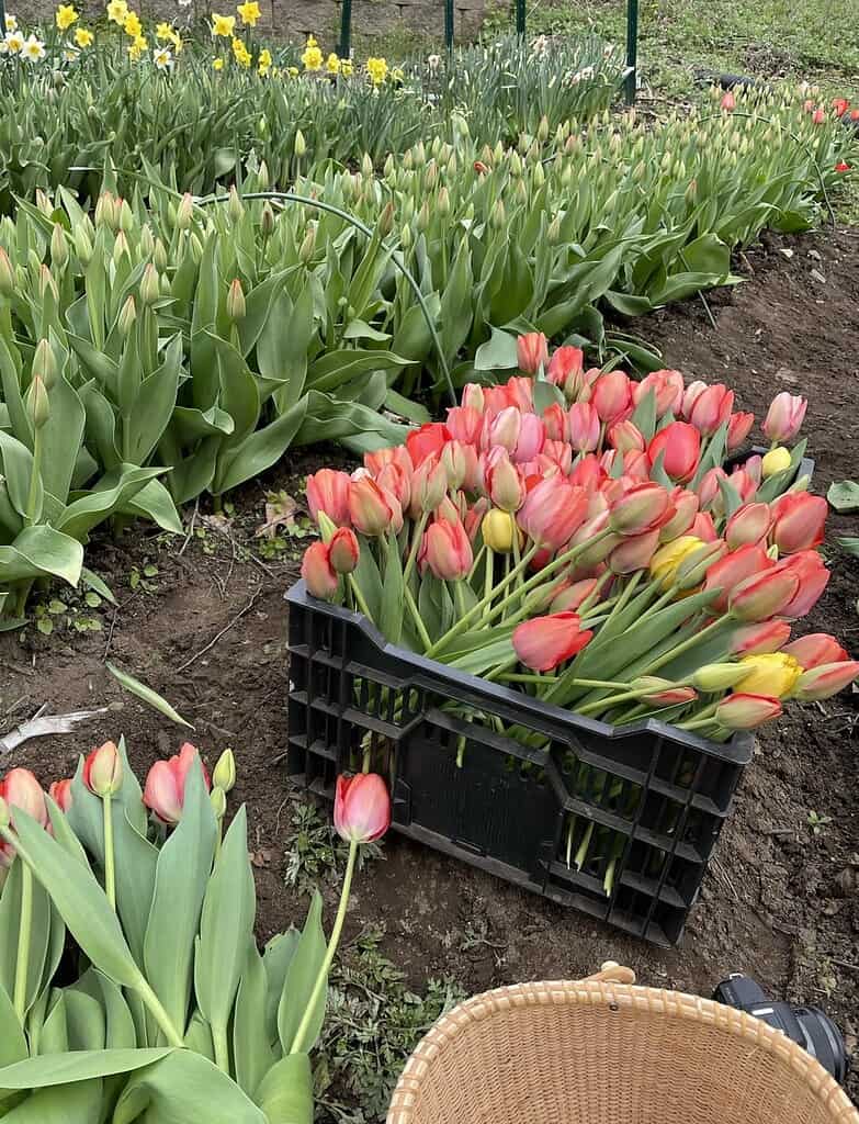 a black plastic crate filled with freshly handpicked tulips in vibrant shades of red, pink, and yellow
