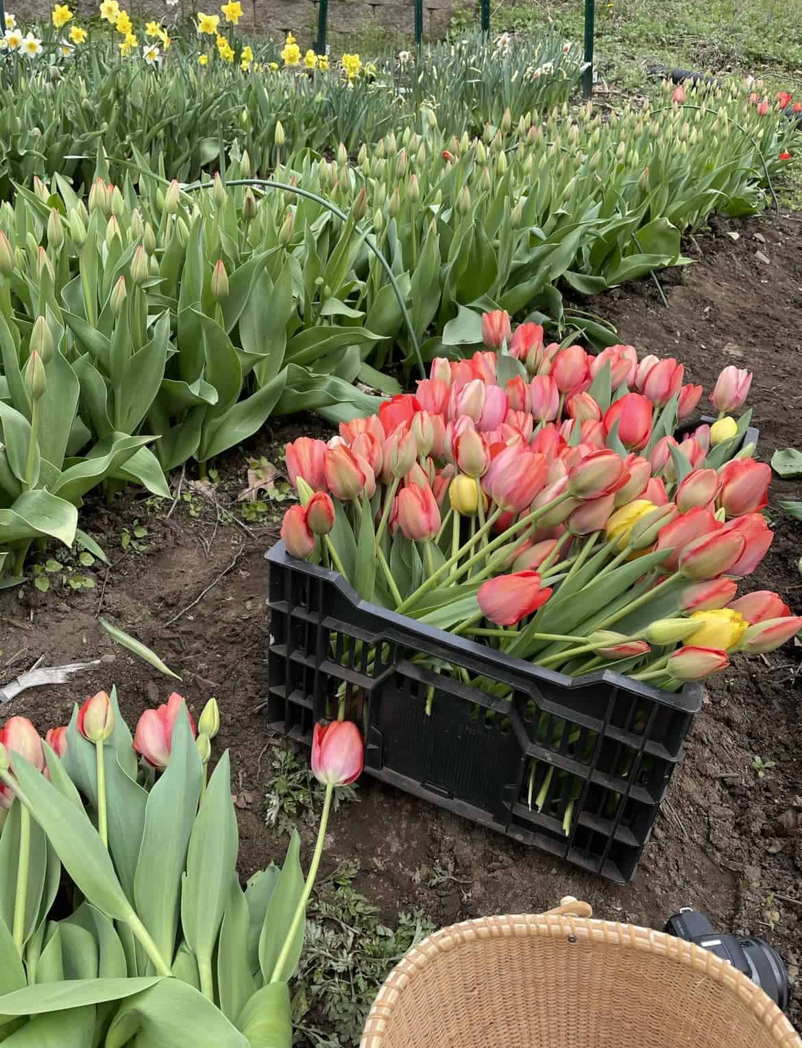 a black plastic crate filled with freshly handpicked tulips in vibrant shades of red, pink, and yellow