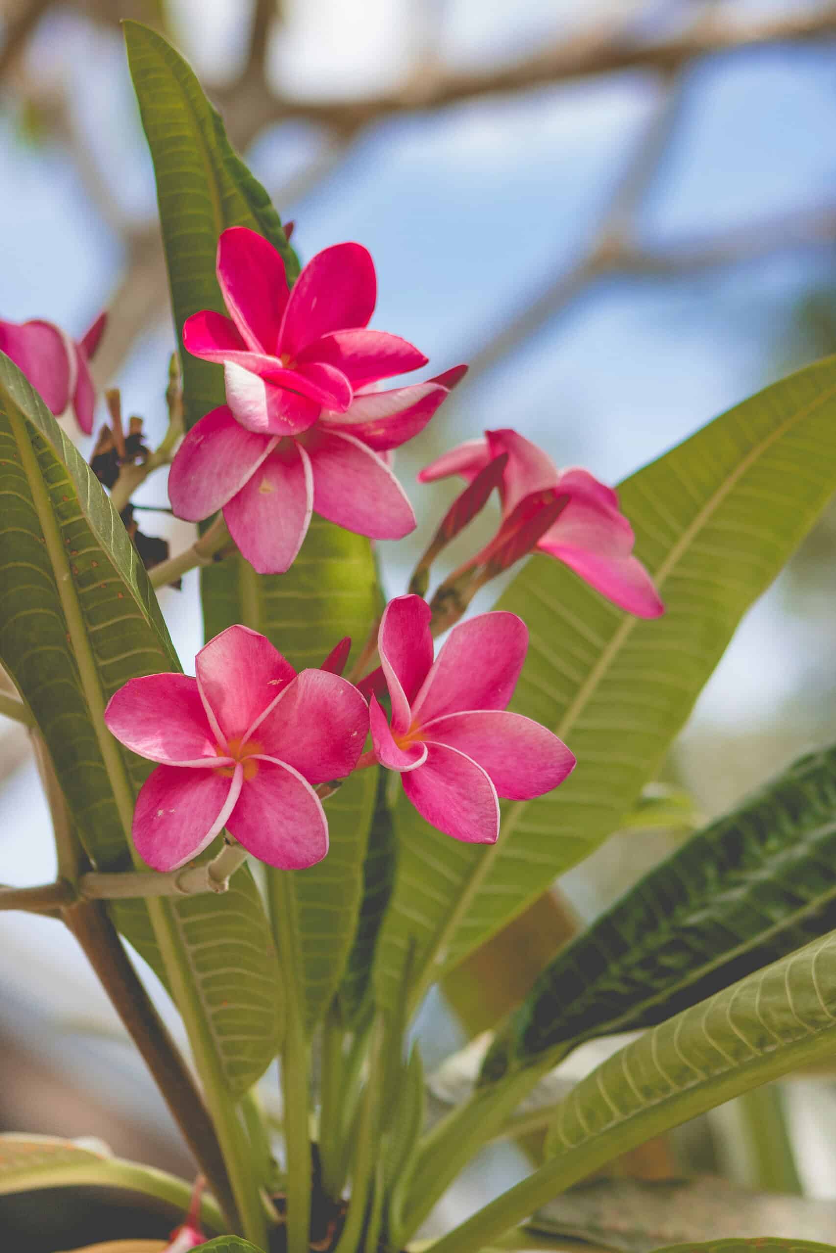 vibrant pink plumeria flowers in full bloom