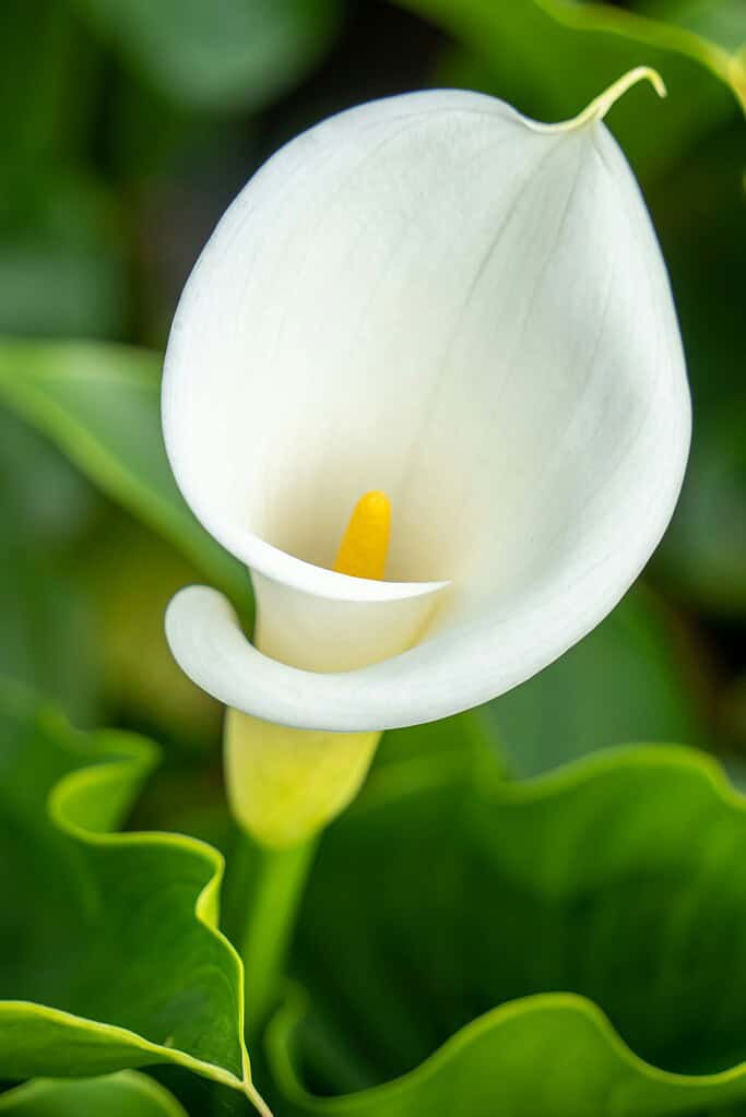a white Calla Lily (Zantedeschia aethiopica) in full bloom, set against a lush green background of deep, waxy foliage