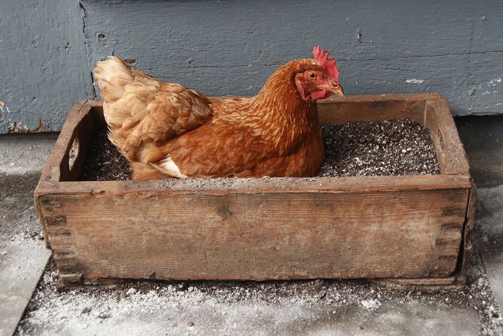a single red hen nestled inside a rustic wooden box being used as a makeshift dust bath. 