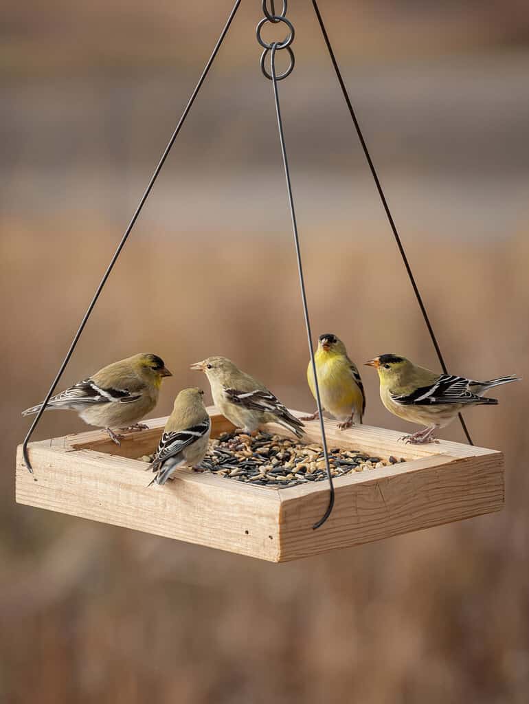 a minimalist wooden platform bird feeder suspended by black metal or wire supports. 