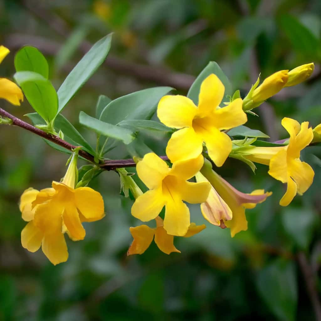 a close-up cluster of delicate, trumpet-shaped yellow blossoms with five gently rounded lobes, emerging among slender, glossy green lance-shaped leaves