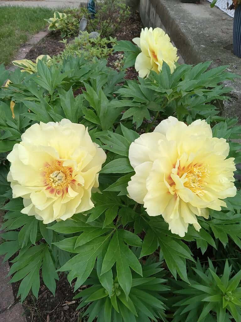 blooming yellow peonies in a well-maintained garden setting