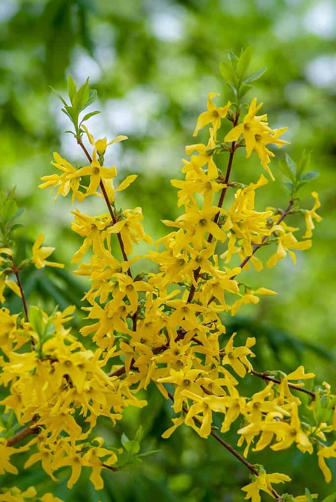 Yellow forsythia in spring