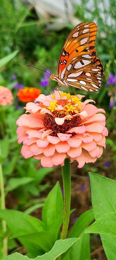 a vibrant butterfly perched delicately on a blooming zinnia flower.