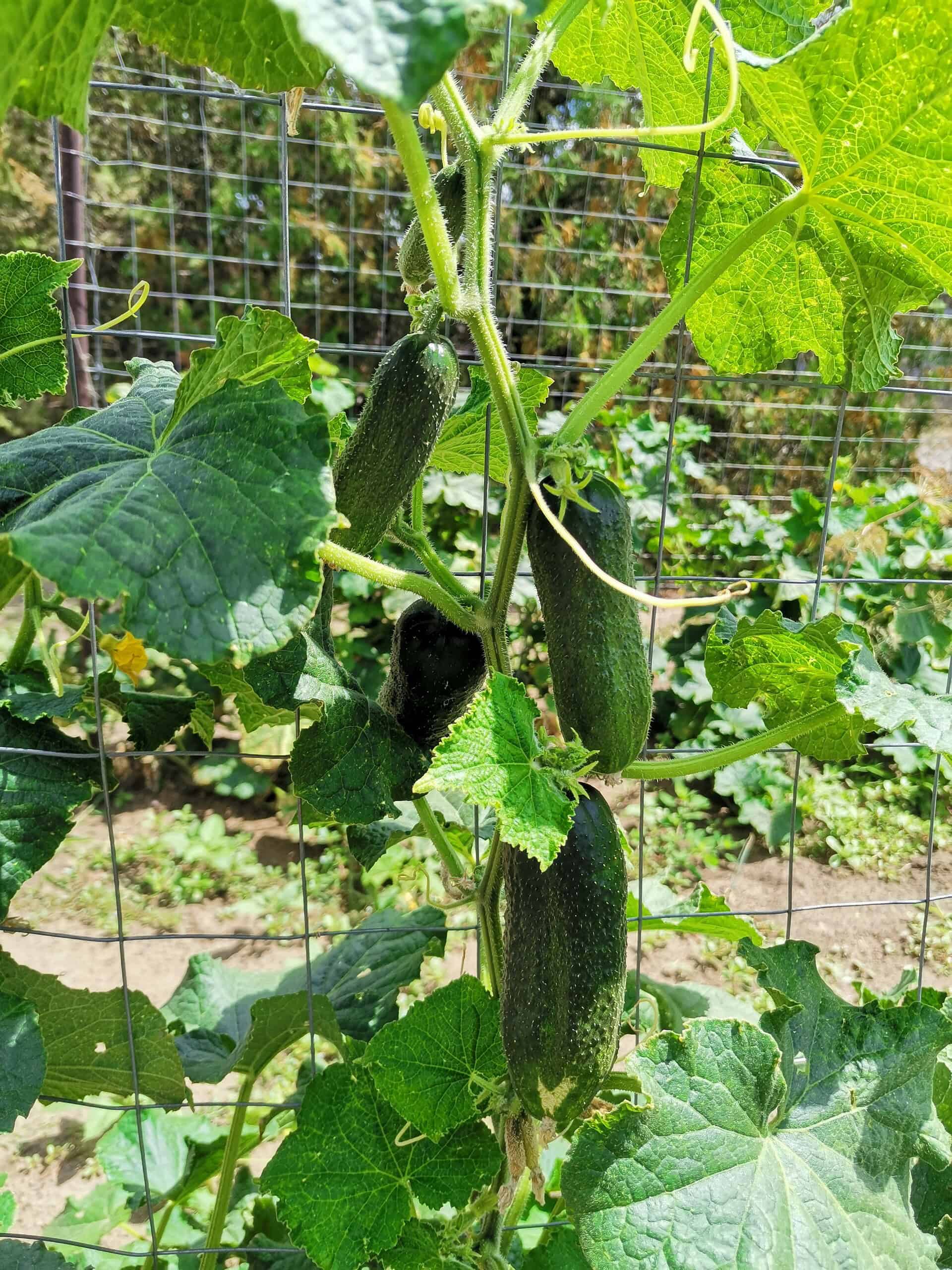 Cucumbers growing in a garden.