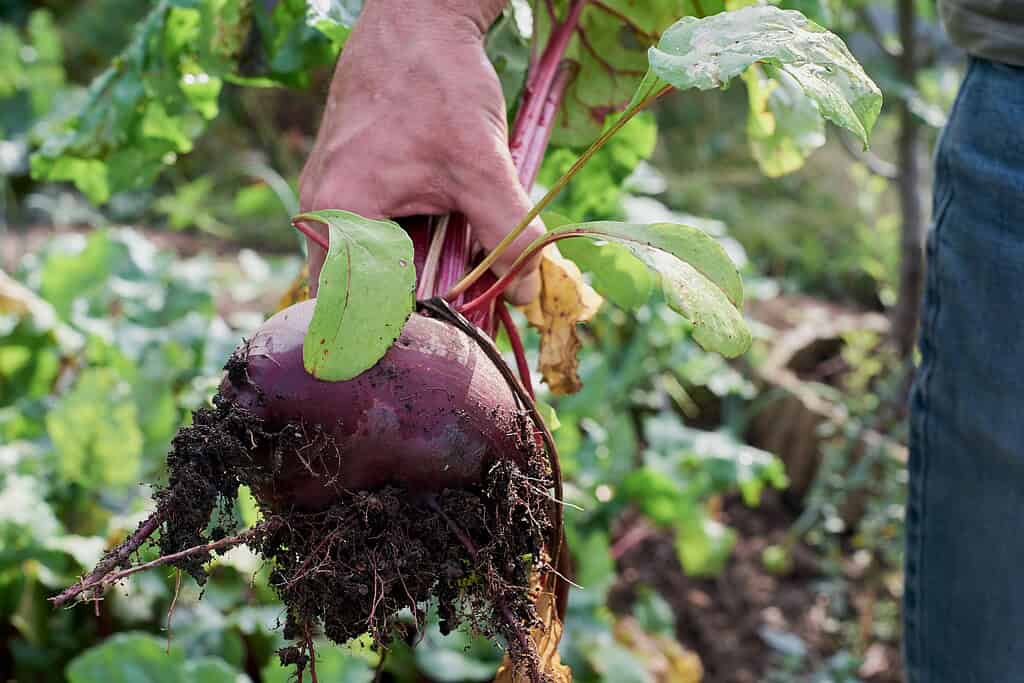 Man holding freshly picked beet root