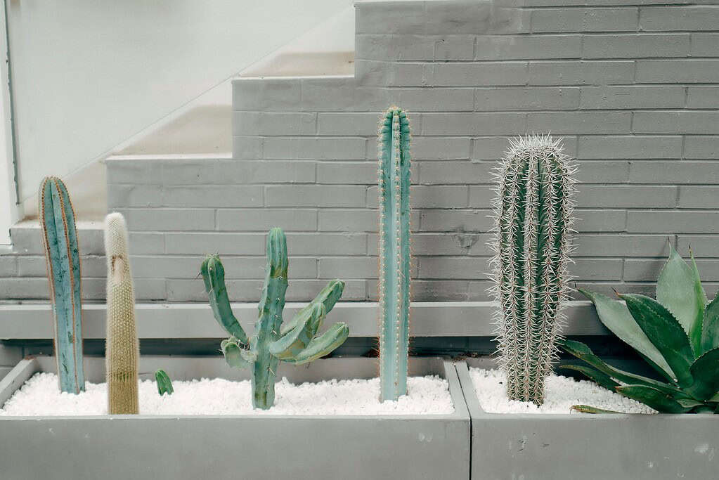 a modern cactus garden set against a smooth grey-painted brick wall with a staircase.