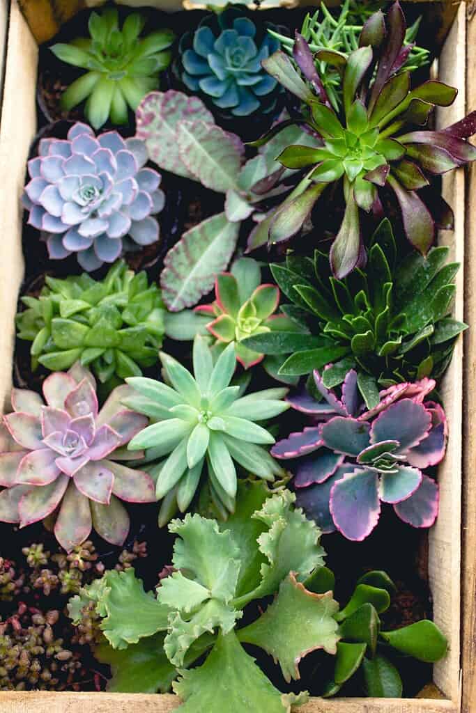 a neatly arranged wooden crate filled with a vibrant, diverse collection of succulents.