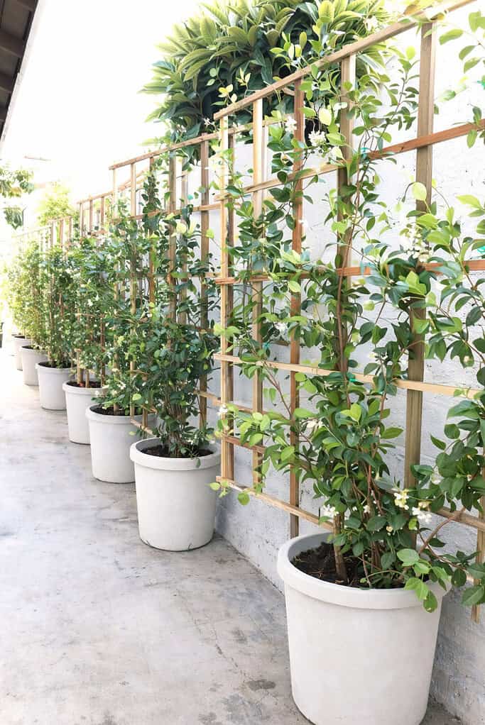 a row of healthy Star Jasmine vines (Trachelospermum jasminoides) growing in large, white ceramic pots.