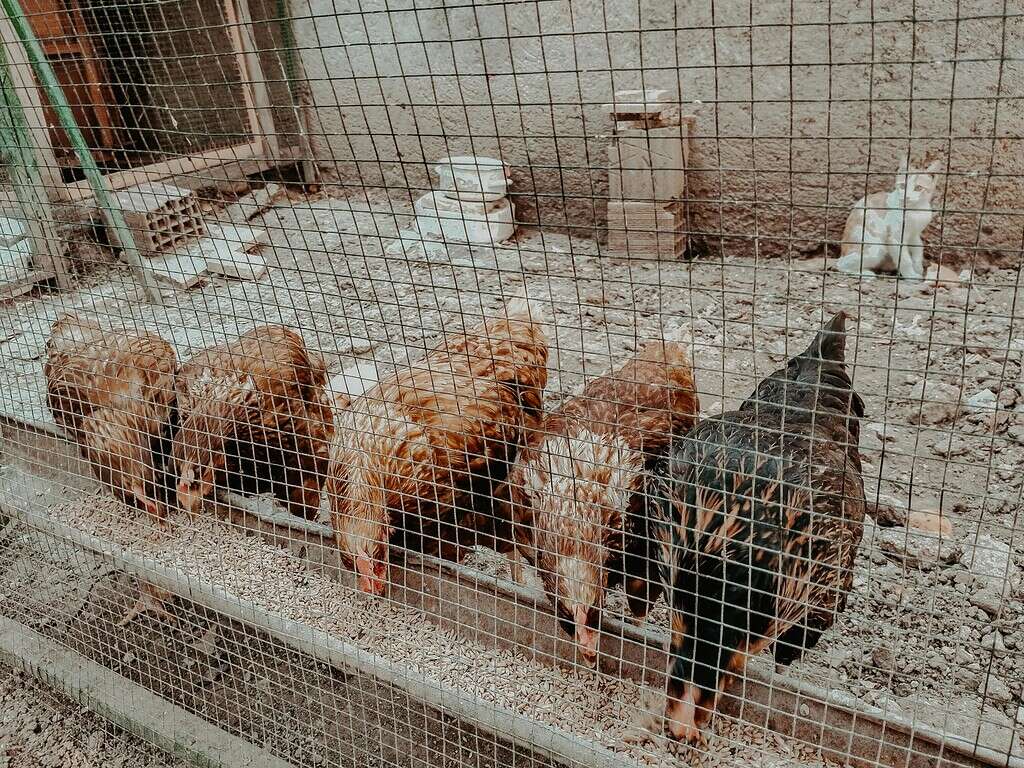 a group of six chickens feeding from a long wooden trough inside a wire-mesh enclosure