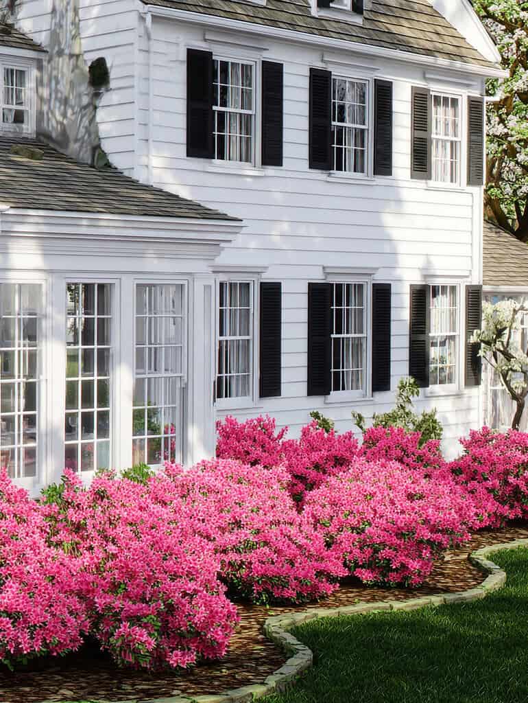 a charming colonial-style white house with blooming pink azalea bushes lining the front garden