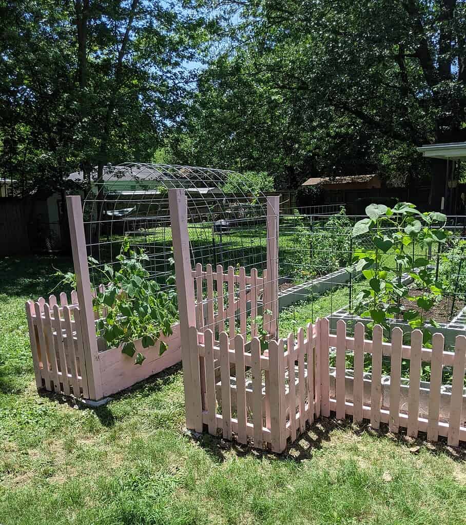 a charming backyard vegetable garden featuring a pink-painted wooden picket fence and a DIY cattle panel trellis archway