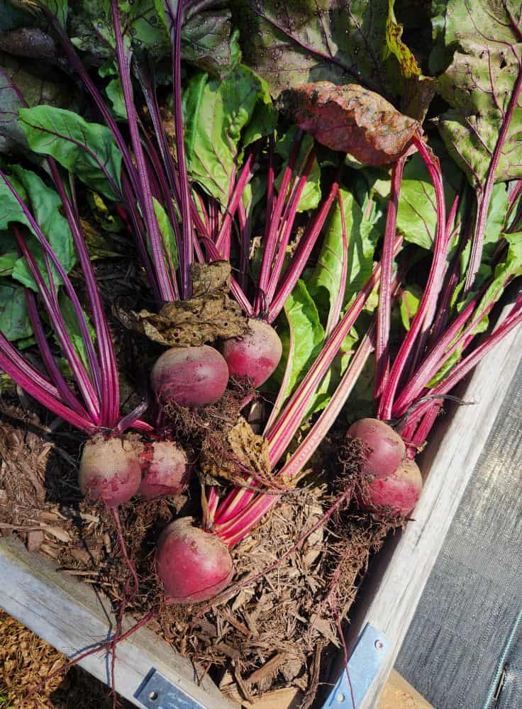 freshly harvested beets in a raised garden bed
