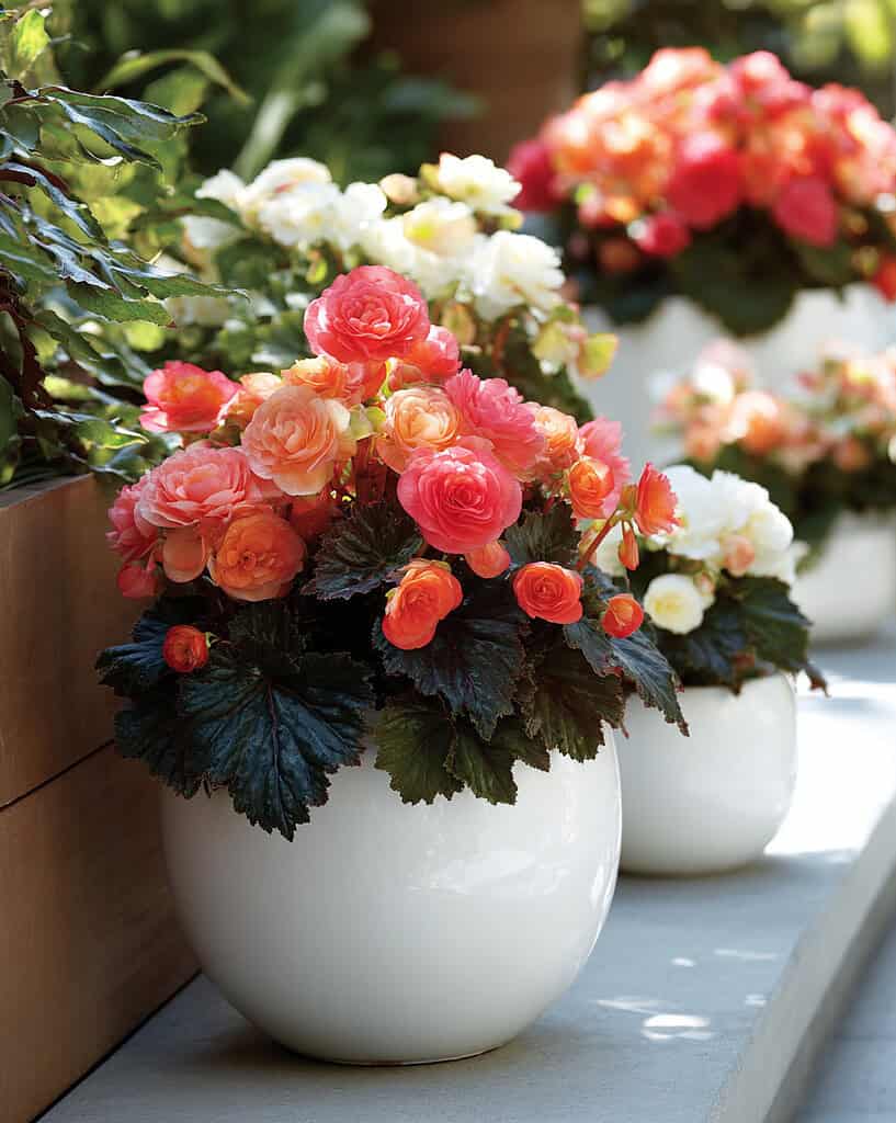 flourishing begonias blooming in clean, elegant white containers, arranged throughout a vibrant and well-styled container garden.
