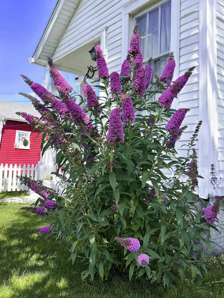 a vibrant summer garden scene featuring a large, blooming Butterfly Bush (Buddleia) in full color.