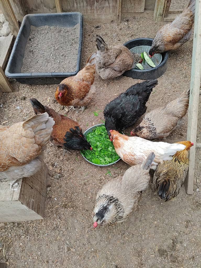 a group of backyard chickens of various breeds and feather colors gathered around a metal bowl filled with freshly chopped leafy greens.
