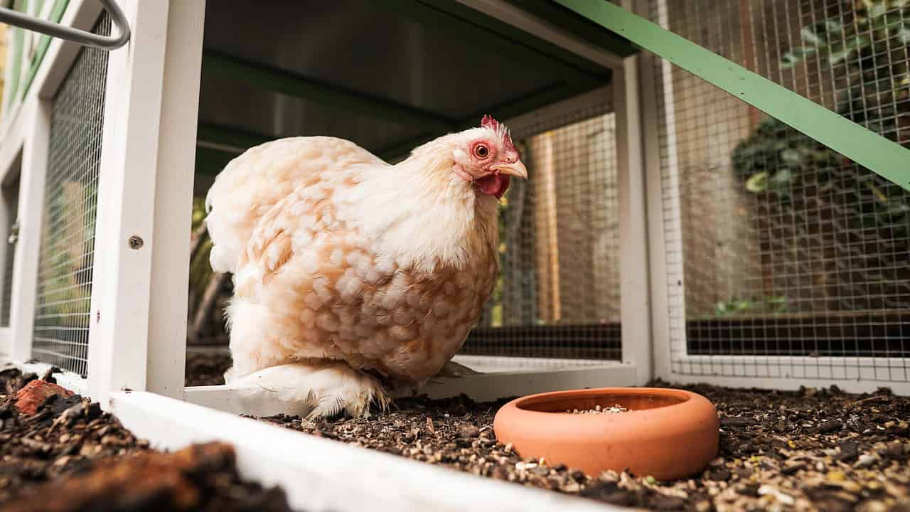 a fluffy, cream-colored backyard chicken standing just outside its modern coop.