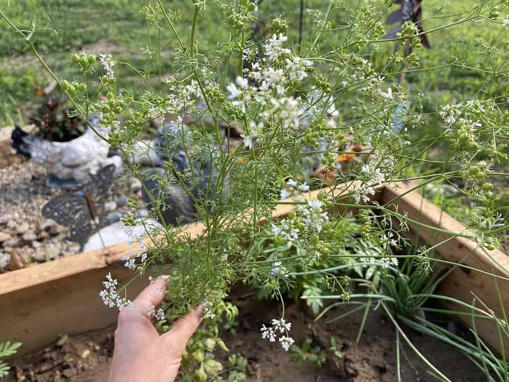 a flowering coriander (cilantro) plant growing in a raised wooden garden bed