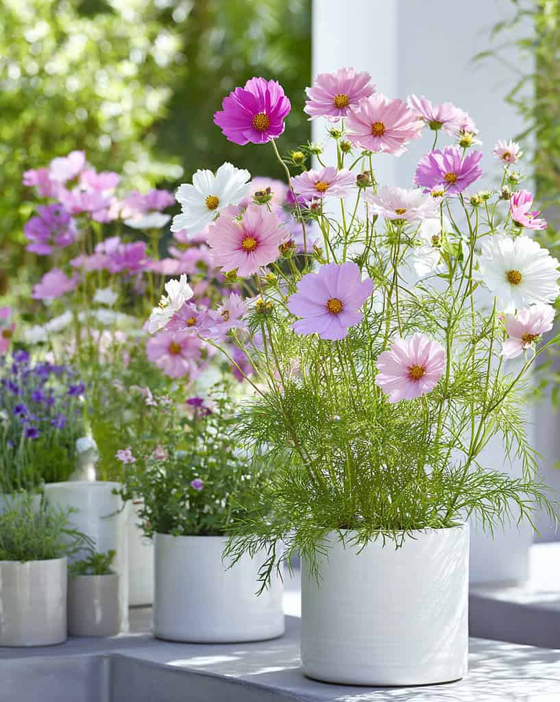 cosmos flowers blooming in clean, minimalist white containers, arranged throughout a bright and airy container garden.
