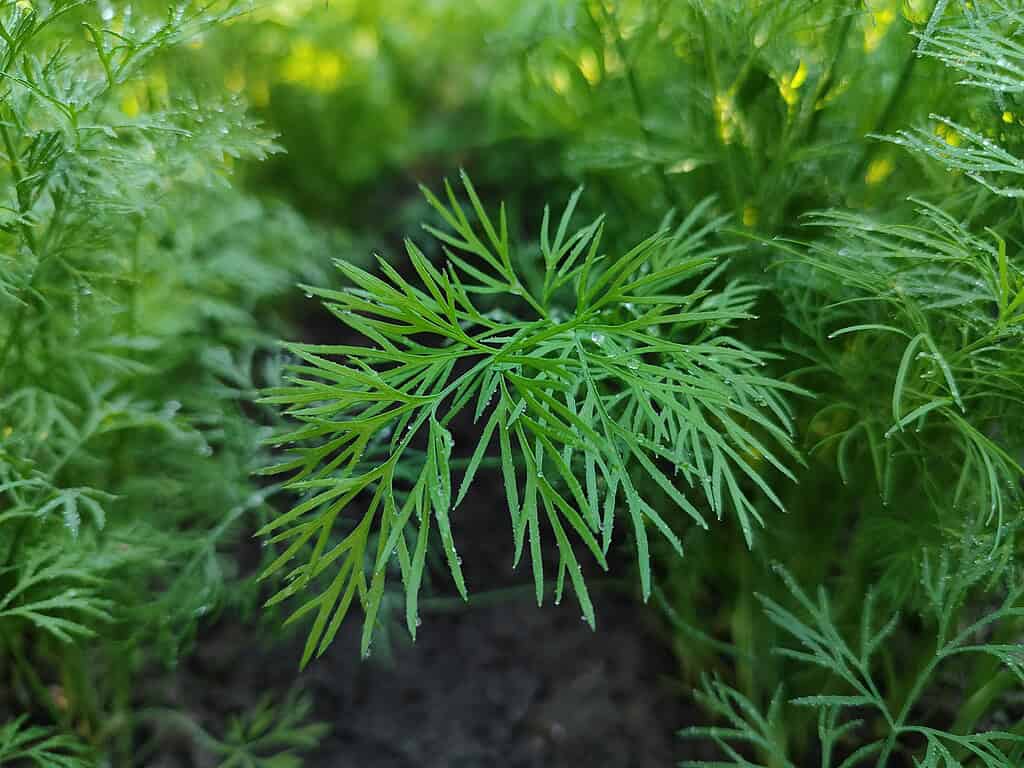 fresh dill (Anethum graveolens) growing in a lush green herb garden.