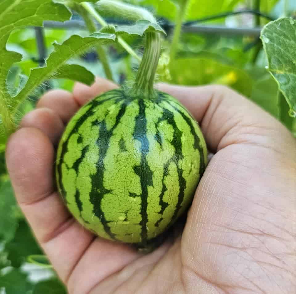a small, developing watermelon cradled in a person's hand within a lush garden environment.