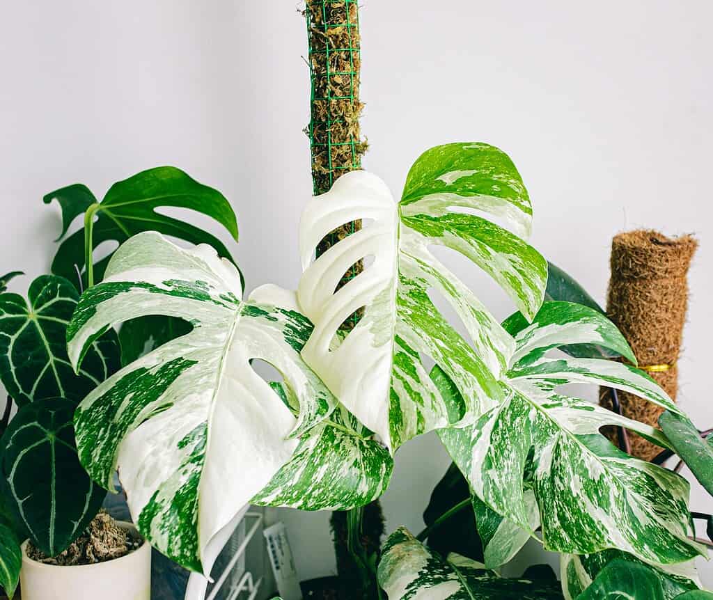 a thriving Monstera Albo Variegata (variegated Monstera deliciosa) in an indoor plant collection