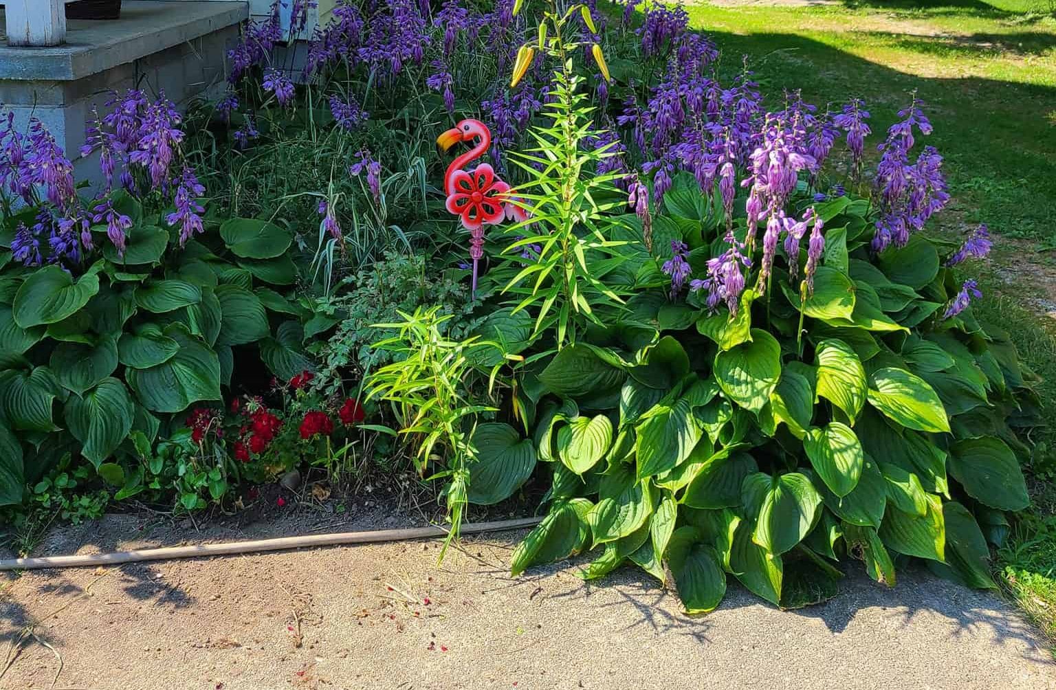 a lush and vibrant front yard garden in midsummer, filled with a dense collection of blooming purple hosta flowers and broad, glossy green hosta leaves.