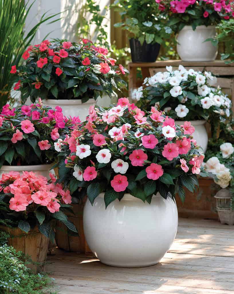 blooming impatiens flowers in clean, elegant white containers, arranged in a thriving container garden