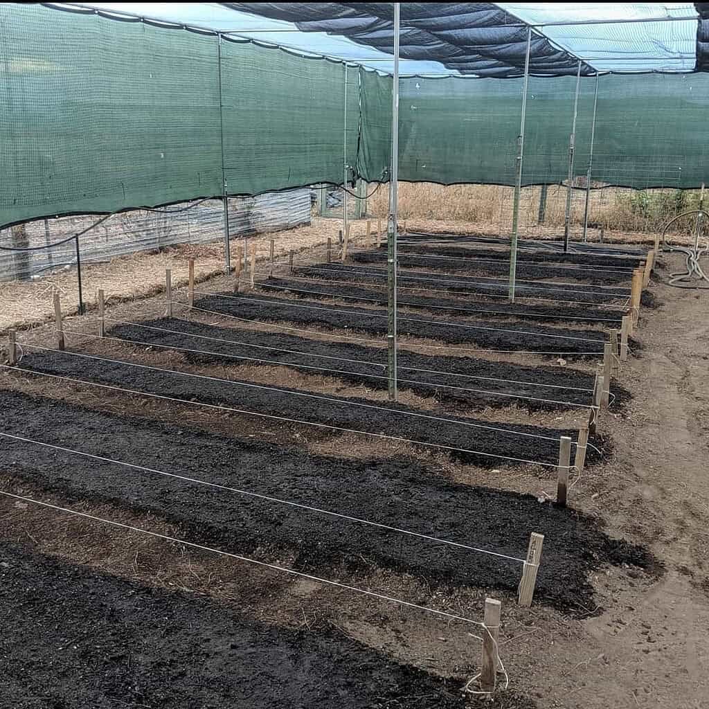 a structured, shaded agricultural growing area featuring multiple raised soil rows inside a shade house.