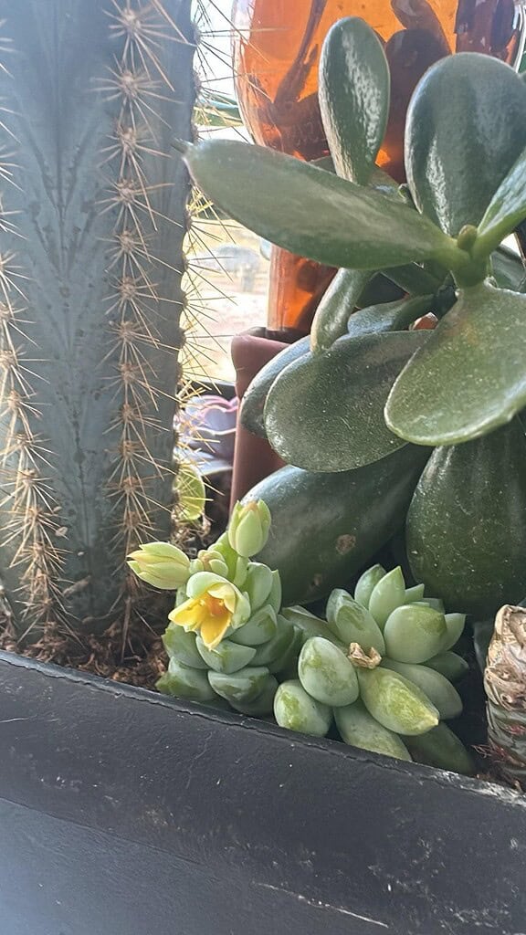 a small indoor succulent garden in a black rectangular planter