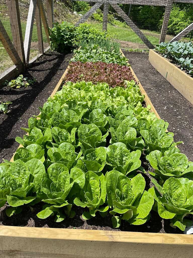 a thriving raised bed vegetable garden in full sunlight.