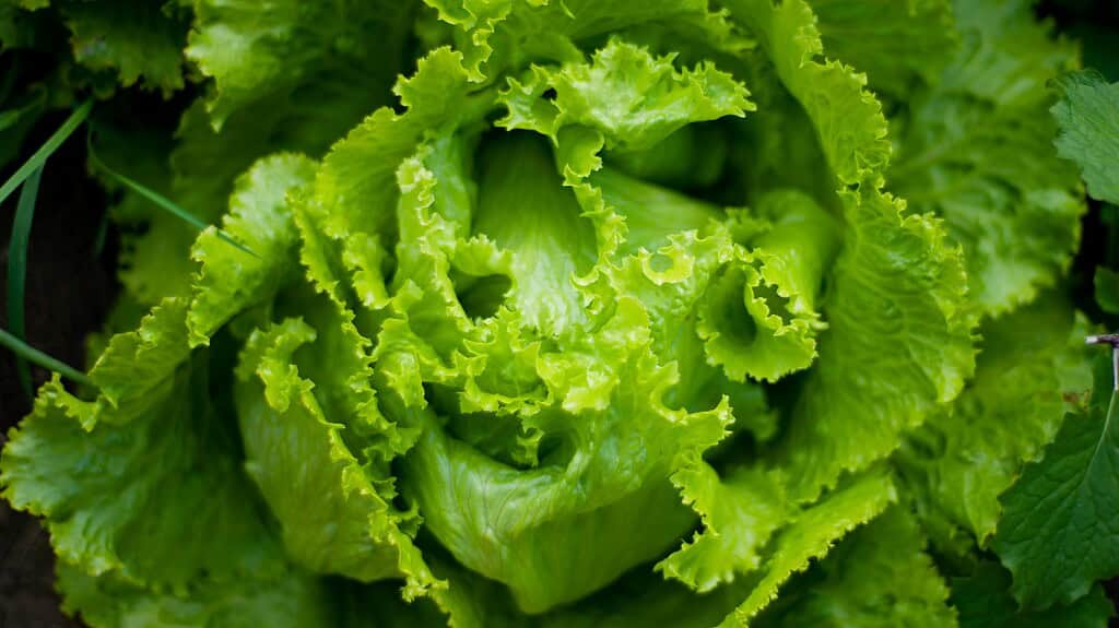 a fresh head of curly leaf lettuce (Lactuca sativa) growing in rich garden soil
