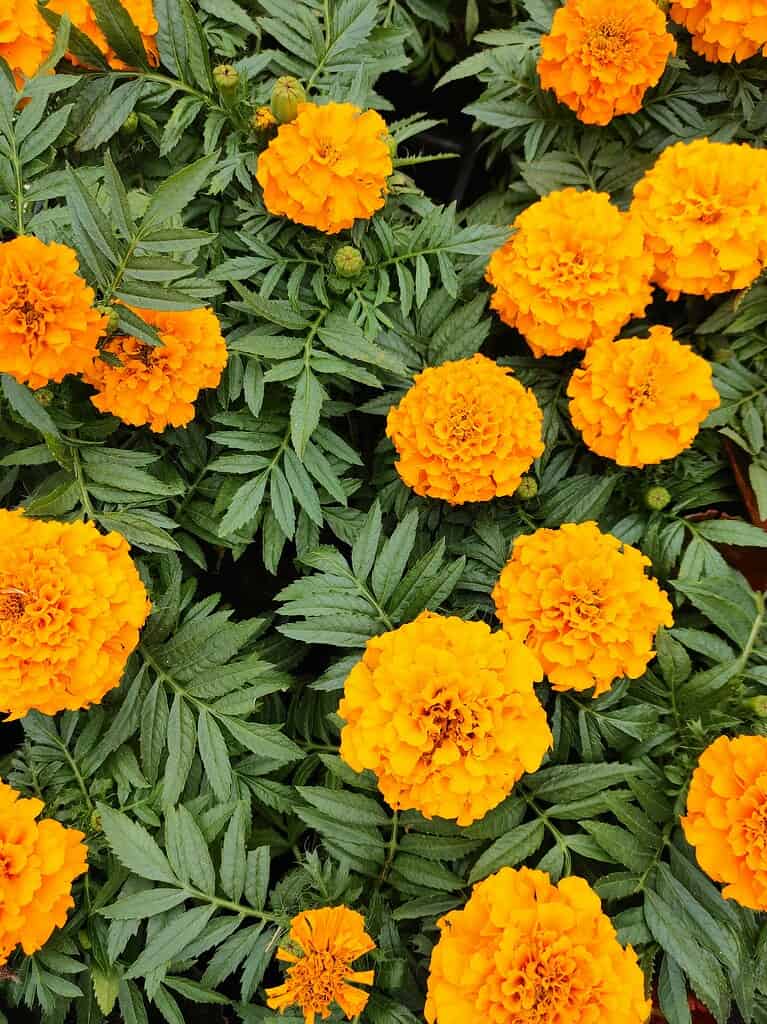 vibrant orange marigold flowers in full bloom.