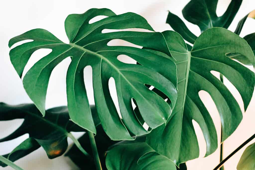 lush, vibrant Monstera deliciosa leaves in a modern indoor setting
