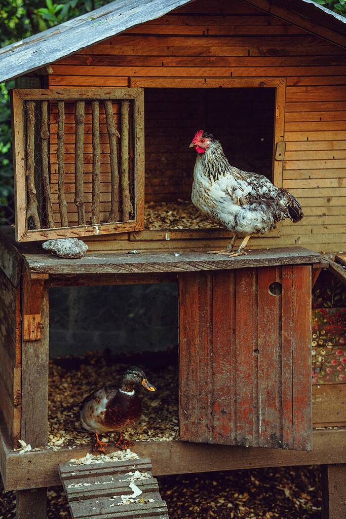 a rustic wooden chicken coop featuring a white and brown-speckled chicken standing confidently on the upper platform and a duck with iridescent green and brown feathers walking below.