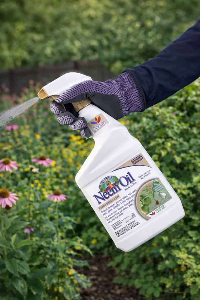 Spraying Neem Oil on garden plants