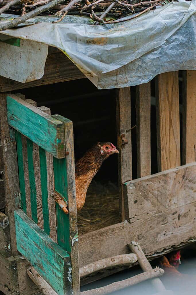 a brown chicken peeking out from the entrance of an old, weathered wooden chicken coop