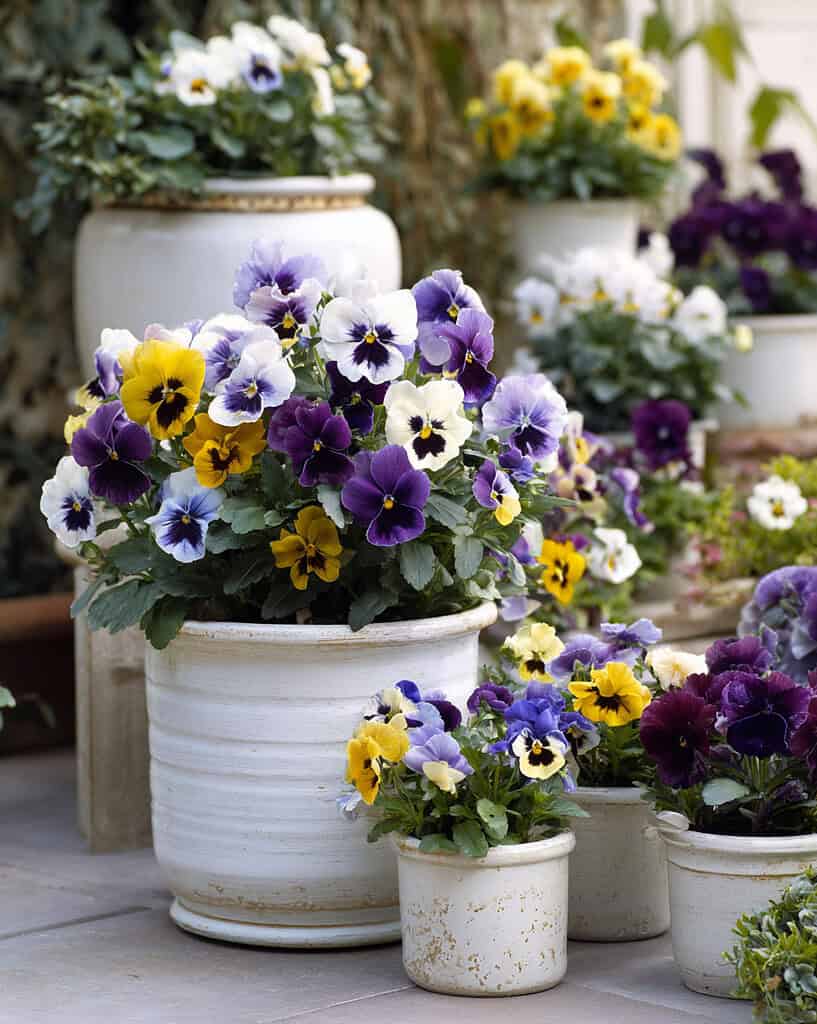 a charming container garden featuring blooming pansies in clean, white ceramic or clay containers