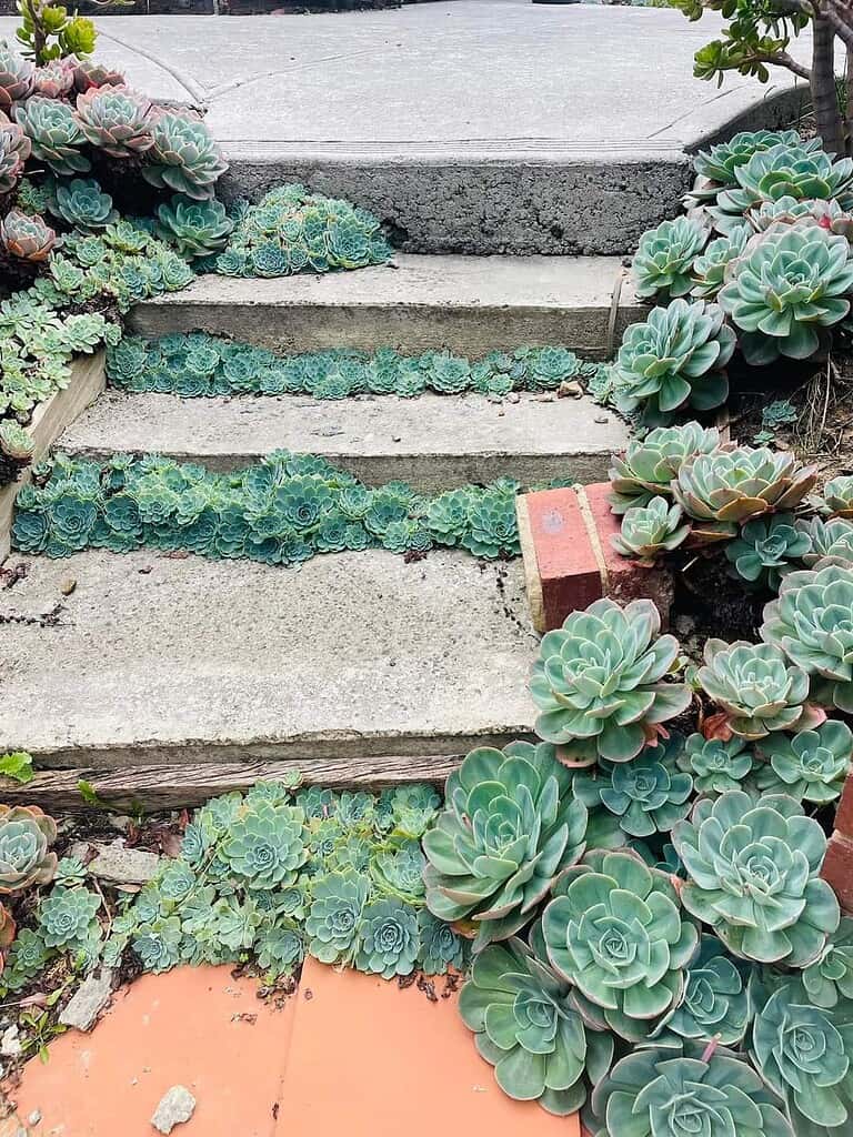 a charming garden staircase made of aged concrete steps, seamlessly integrated with lush succulent plants.