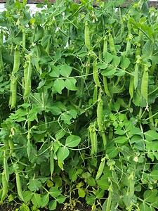 How to Grow Peas