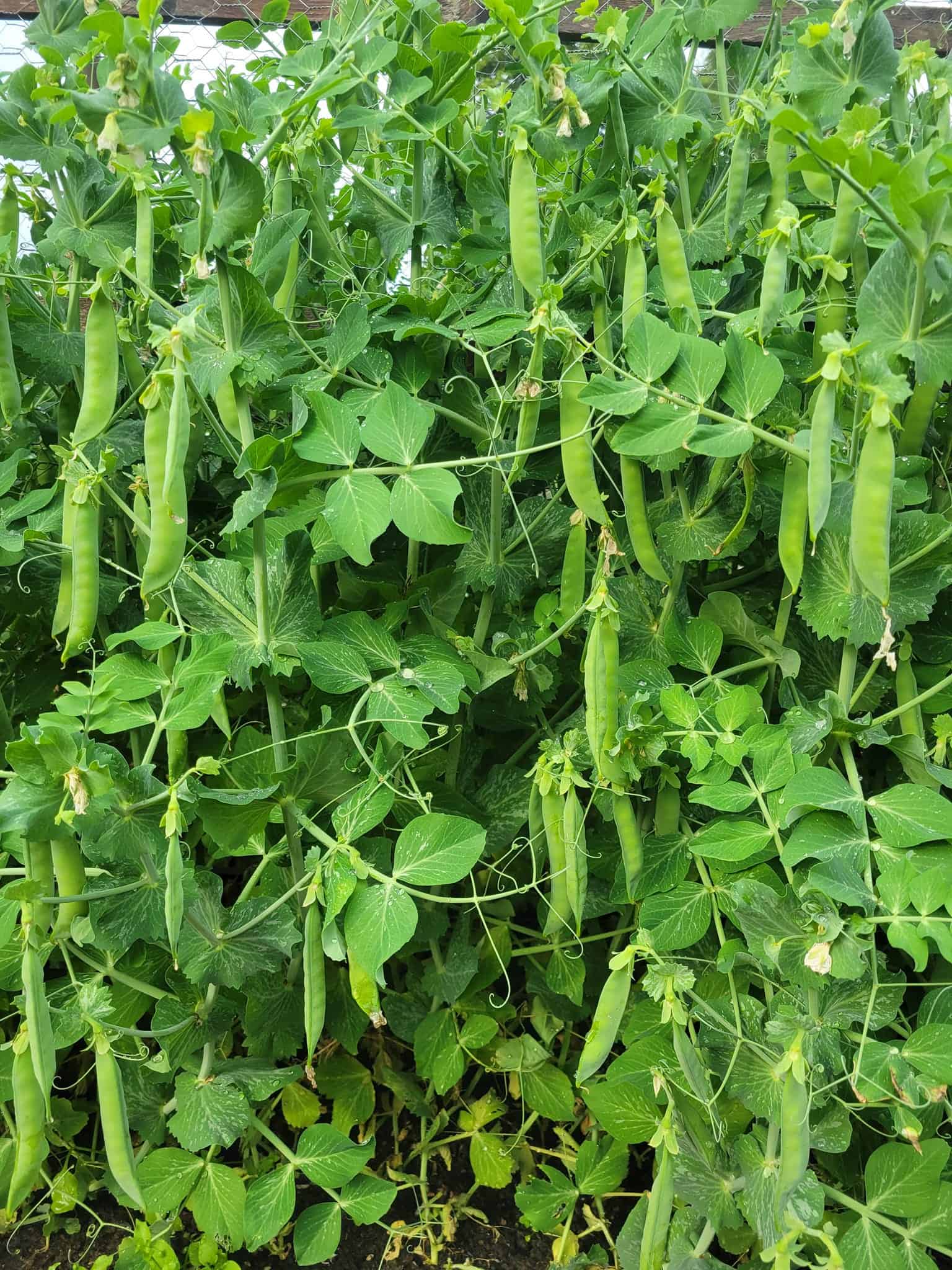 a lush, thriving pea plant (Pisum sativum) growing vertically on a garden trellis.