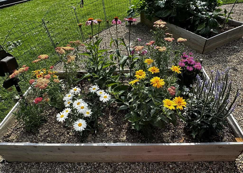 a vibrant summer flower garden in a raised wooden garden bed.