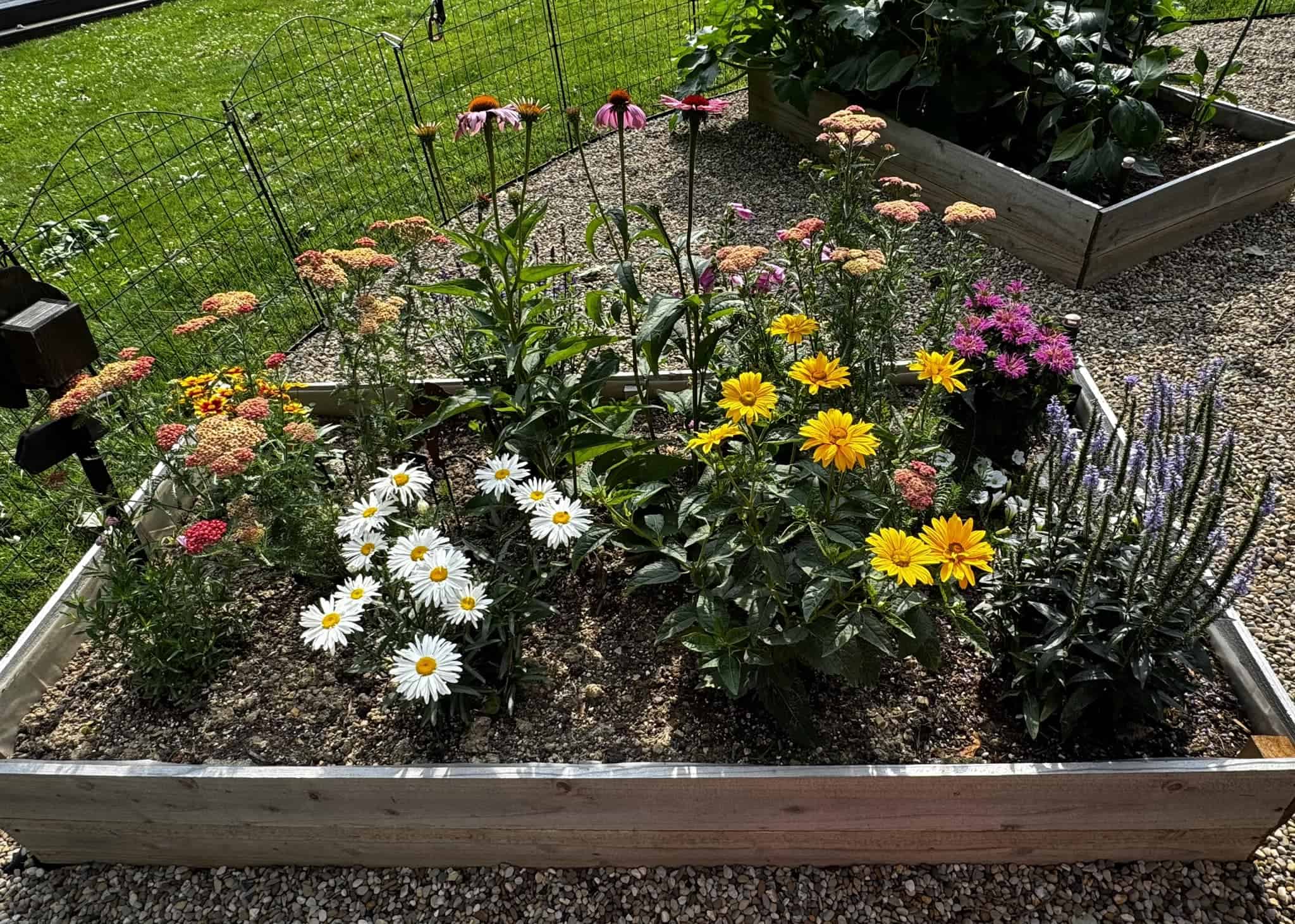 a vibrant summer flower garden in a raised wooden garden bed.