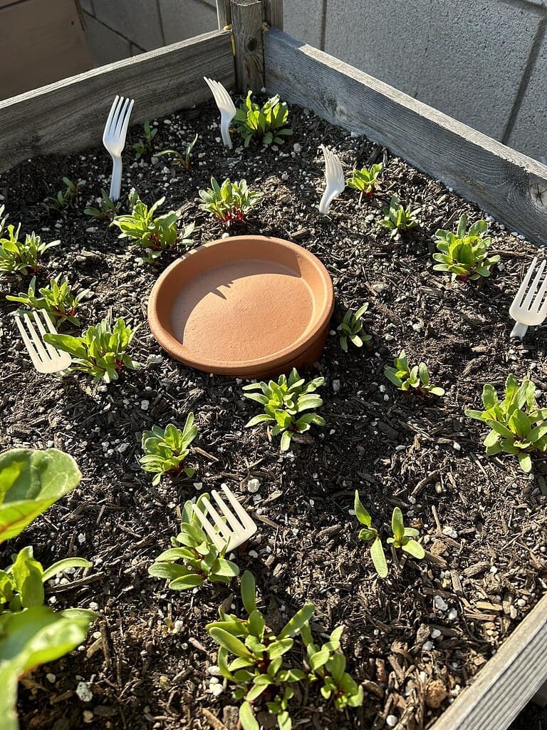 a small raised garden bed filled with young beet seedlings growing in rich, dark soil