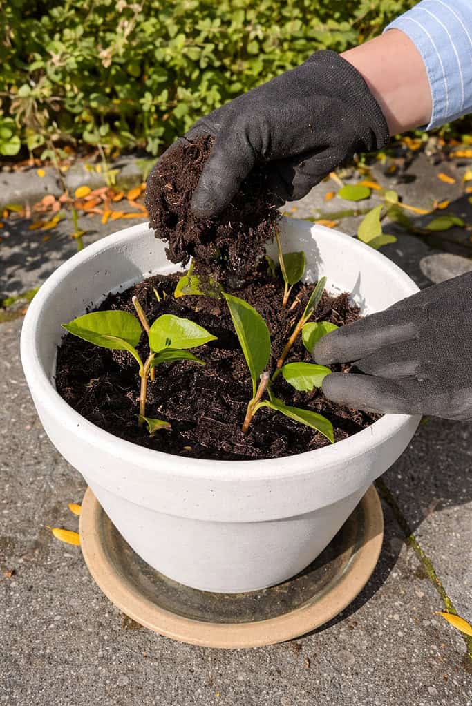 a gardener planting Star Jasmine (Trachelospermum jasminoides) cuttings in a white ceramic pot