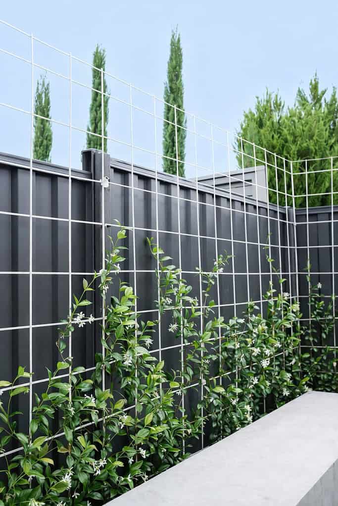 Star Jasmine (Trachelospermum jasminoides) vines growing along a modern outdoor wire trellis.